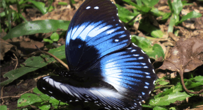 butterfly-safaris-visting-mabira-forest-in-kampala-uganda