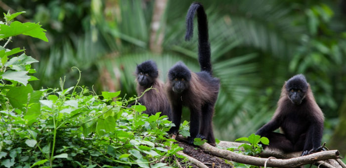 monkey-trekking-spotting-in-mabira-forest-visiting-mabira-forest