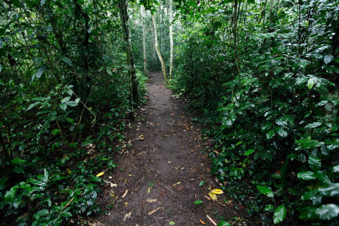 visiting-mabira-forest-kampala-uganda